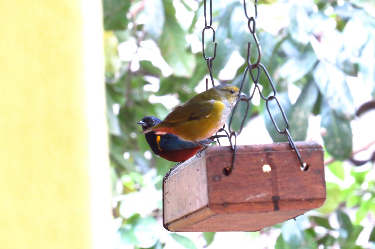 Chestnut-bellied Euphonia - ML623923486