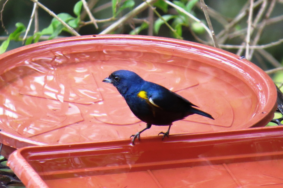 Chestnut-bellied Euphonia - ML623923490