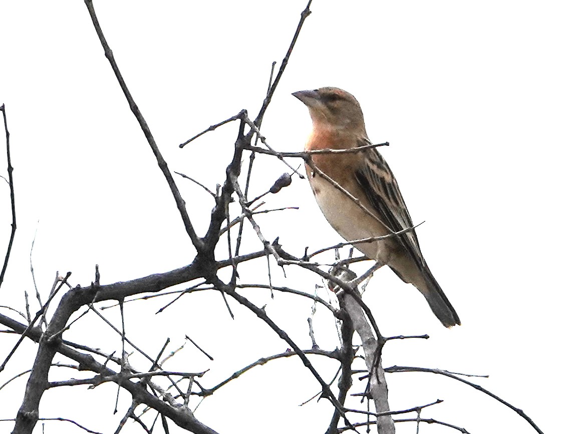 Chestnut Weaver - ML623923491