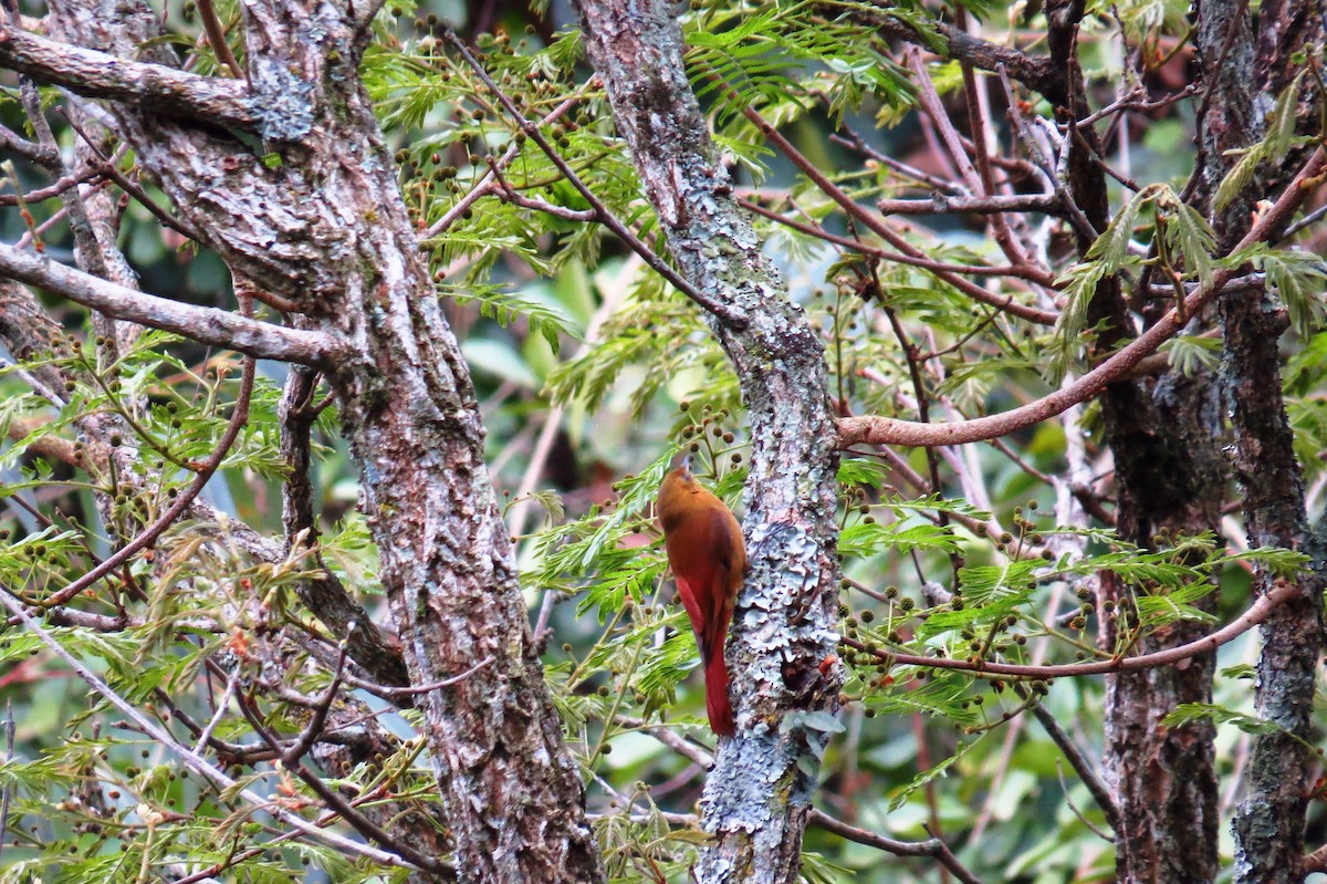 Olivaceous Woodcreeper - ML623923509