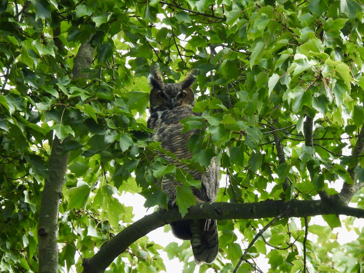 Great Horned Owl - ML623923514