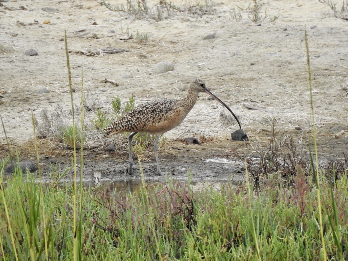 Long-billed Curlew - ML623923518