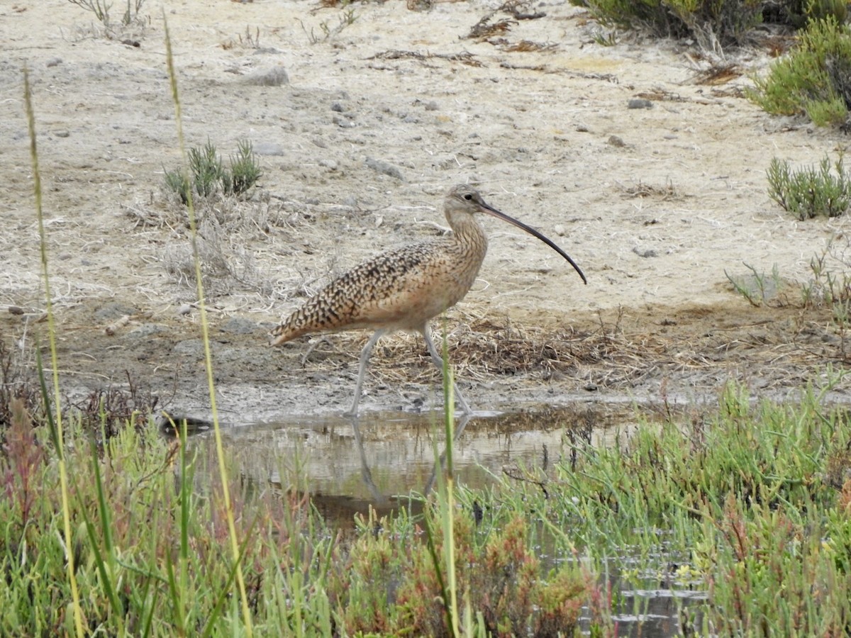 Long-billed Curlew - Anita Hooker