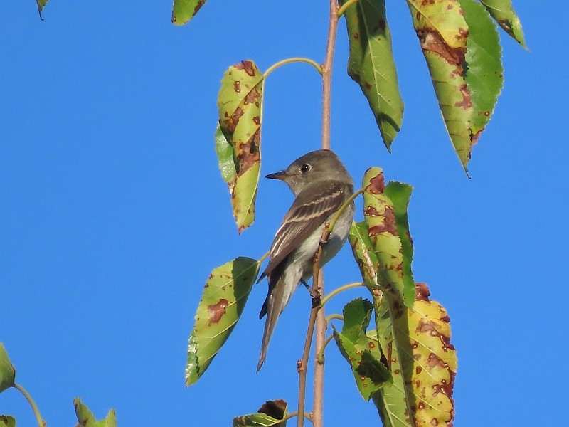 Eastern Wood-Pewee - ML623923520