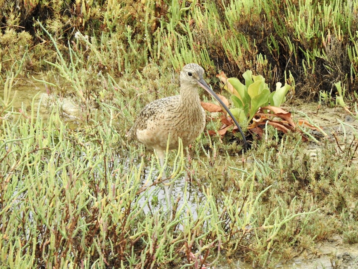 Long-billed Curlew - ML623923527