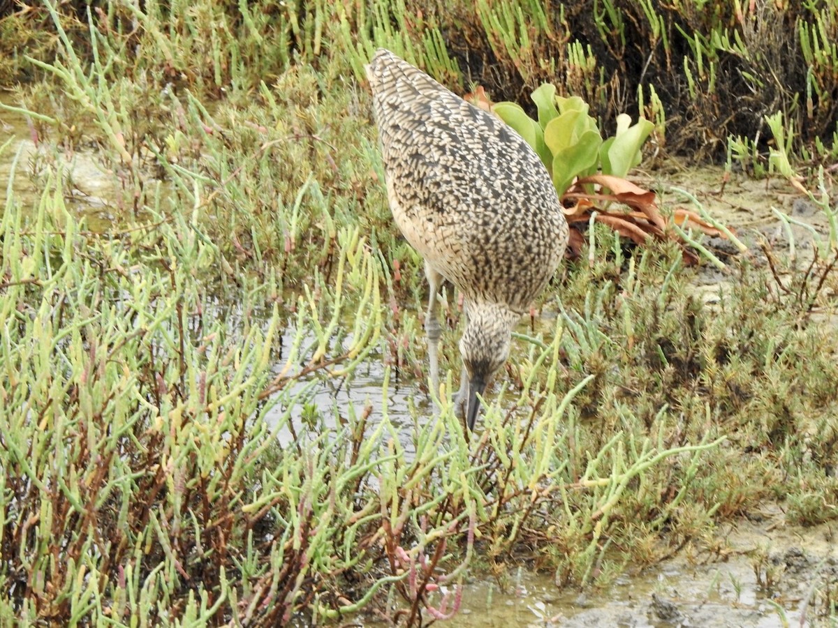 Long-billed Curlew - ML623923530