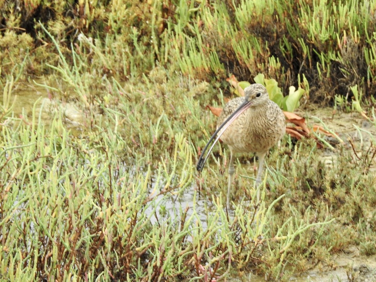 Long-billed Curlew - ML623923531