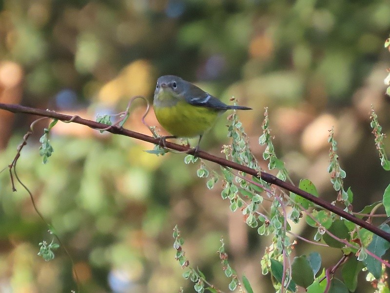 Magnolia Warbler - ML623923532