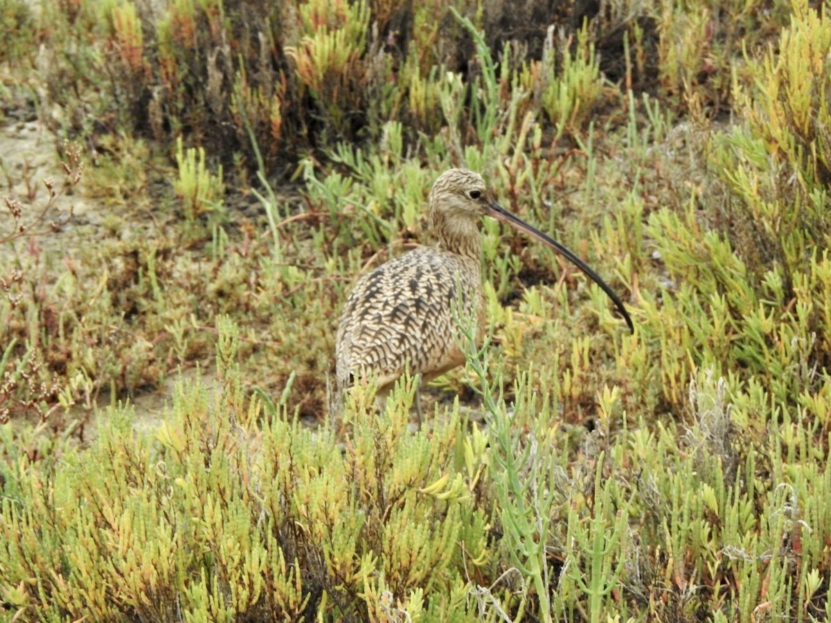 Long-billed Curlew - ML623923537