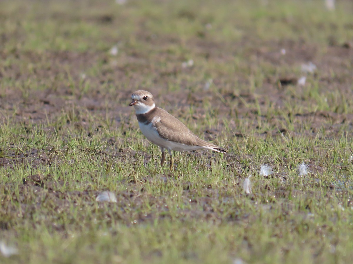 Semipalmated Plover - ML623923538