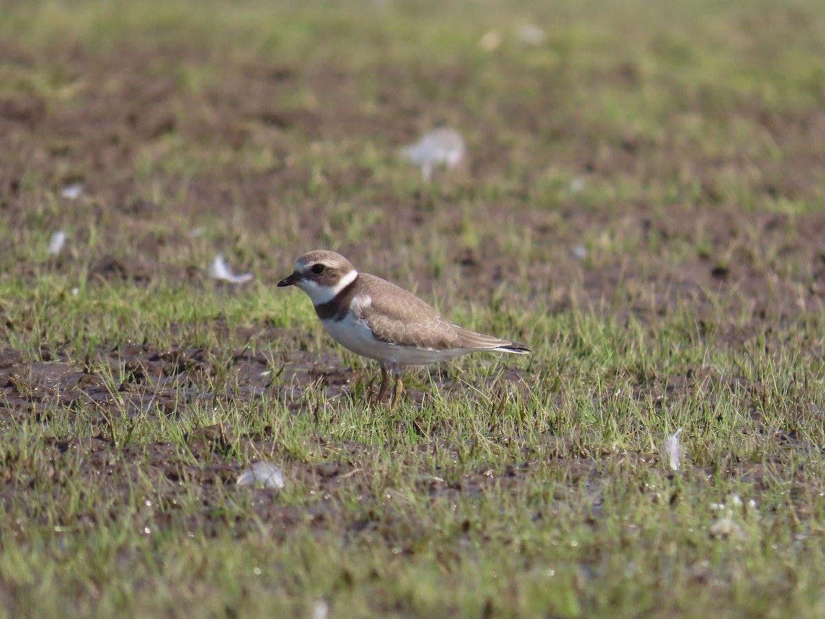 Semipalmated Plover - ML623923539