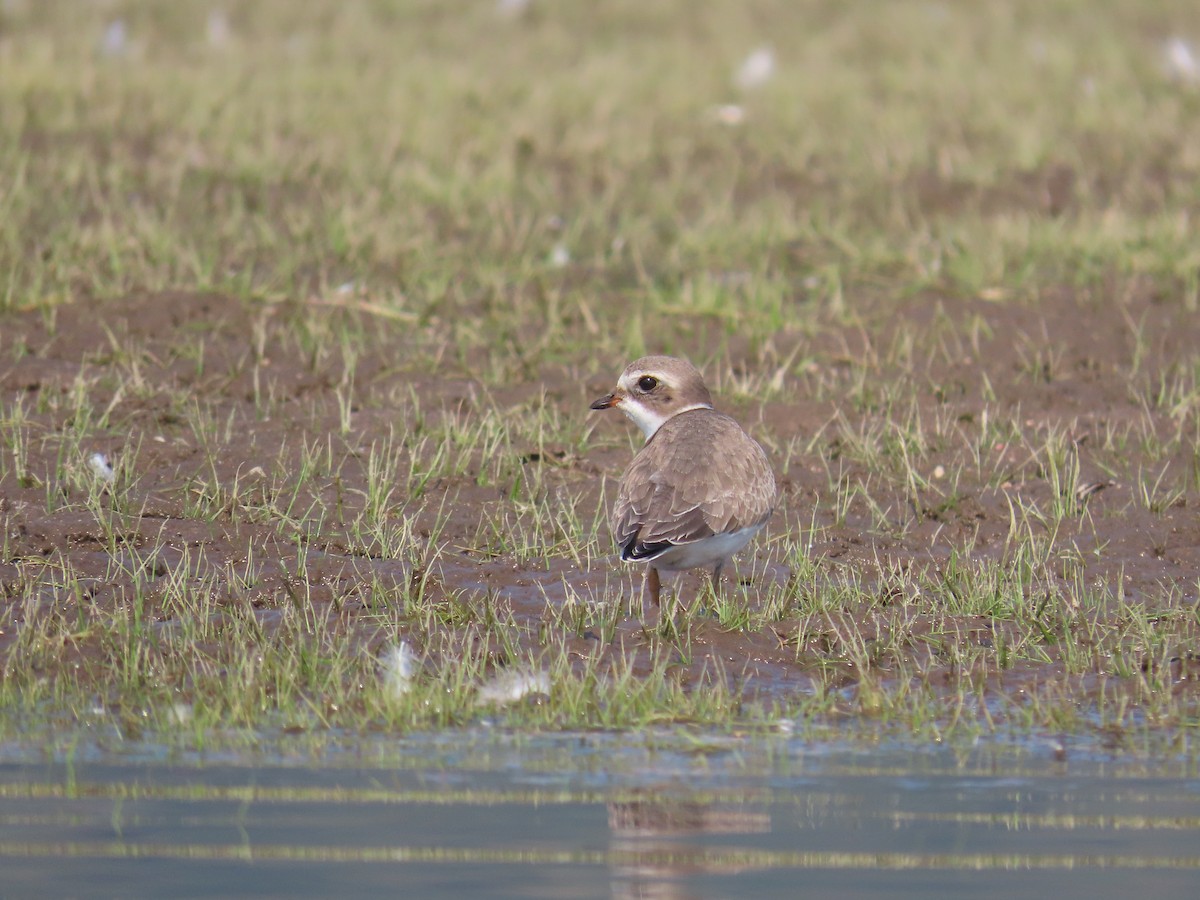 Semipalmated Plover - ML623923540