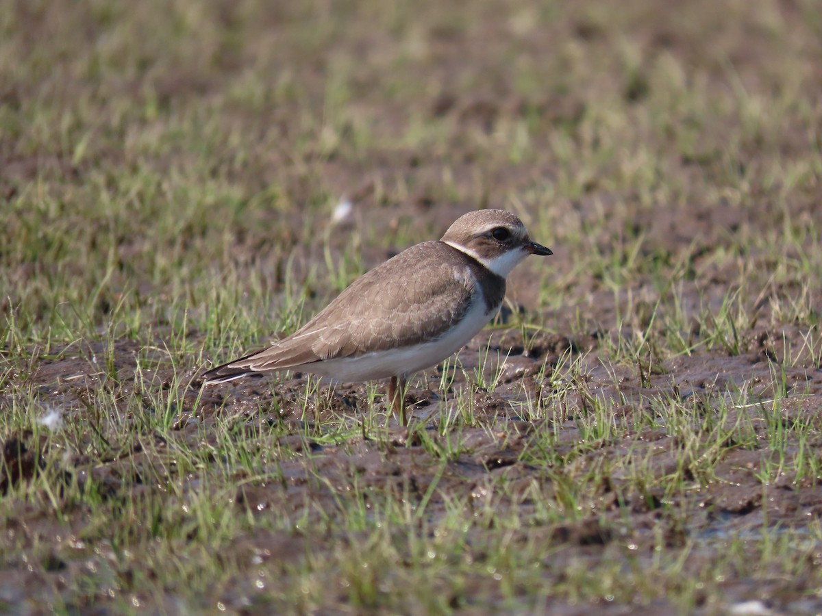 Semipalmated Plover - ML623923541