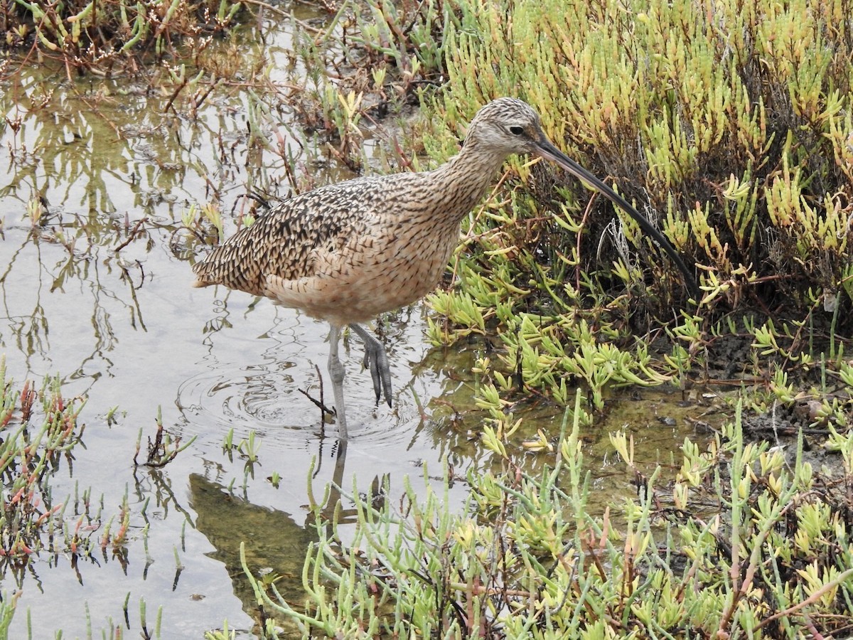 Long-billed Curlew - ML623923542