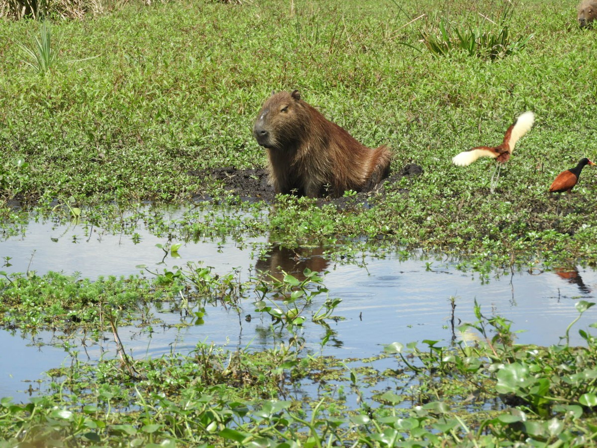 Wattled Jacana - ML623923544