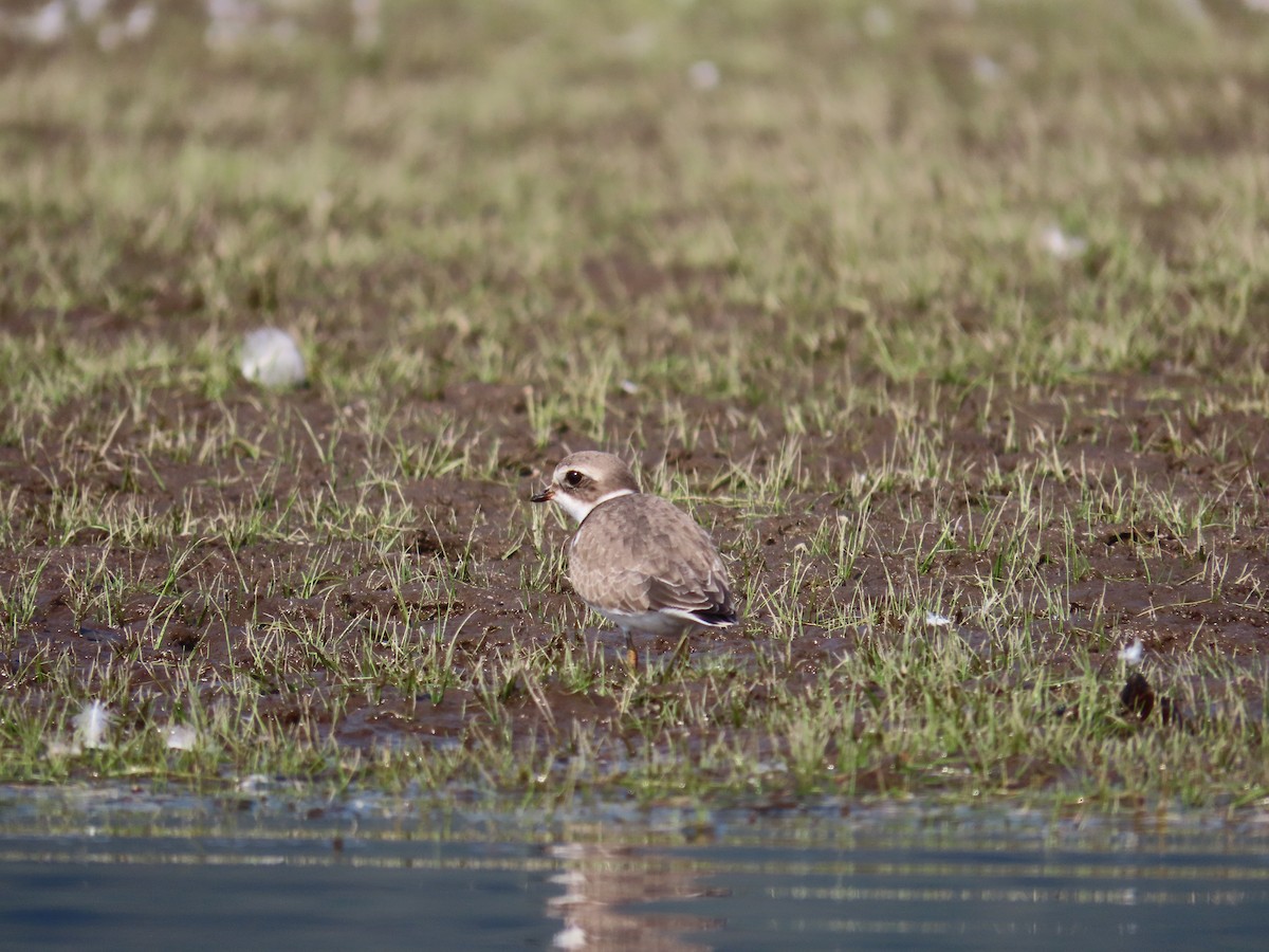 Semipalmated Plover - ML623923546