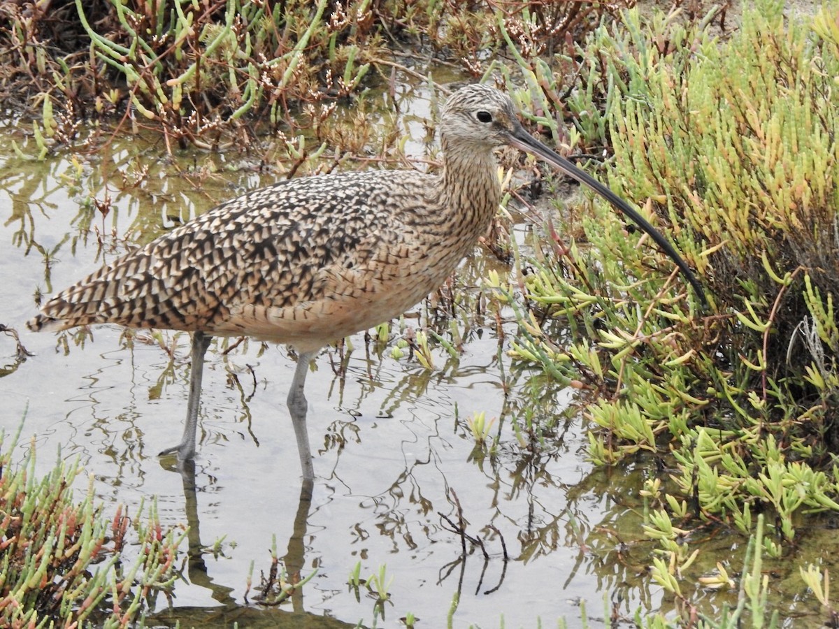 Long-billed Curlew - ML623923547