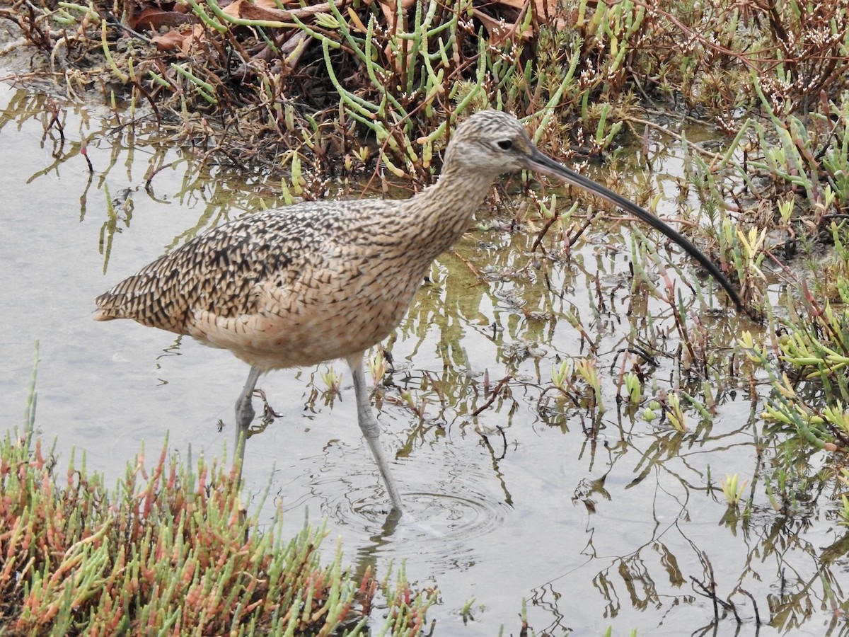 Long-billed Curlew - ML623923548