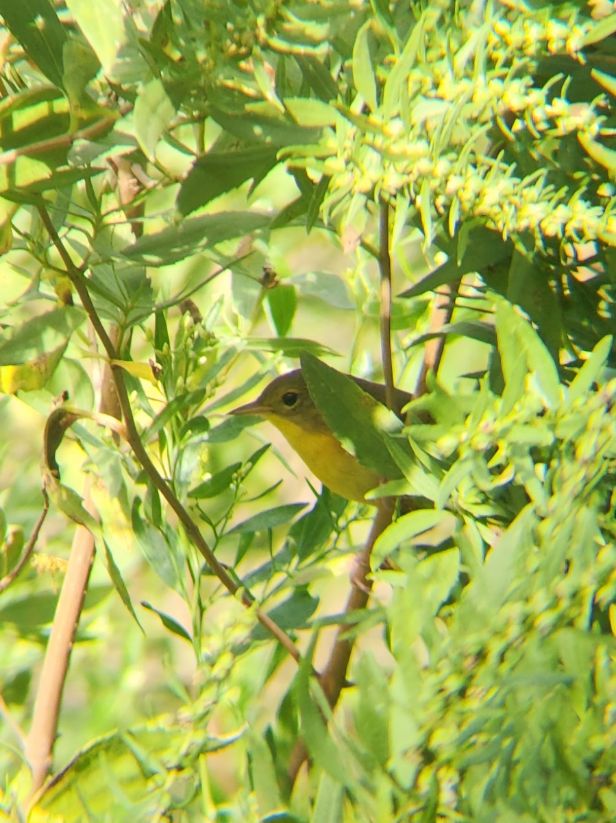 Common Yellowthroat - ML623923551