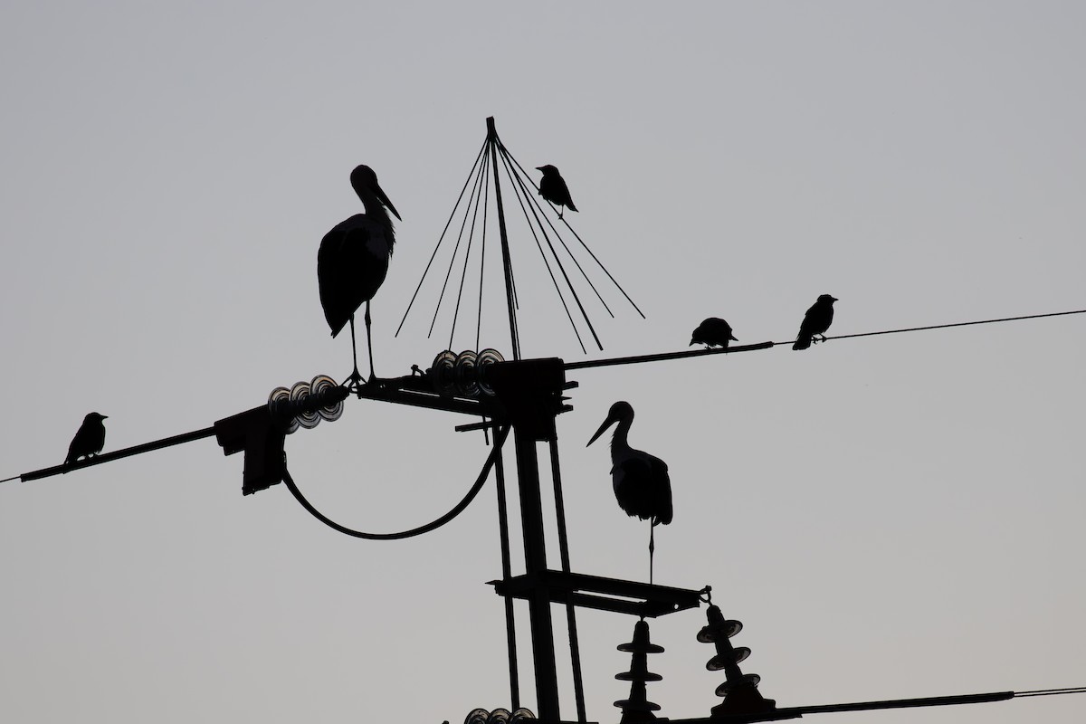 White Stork - ML623923575