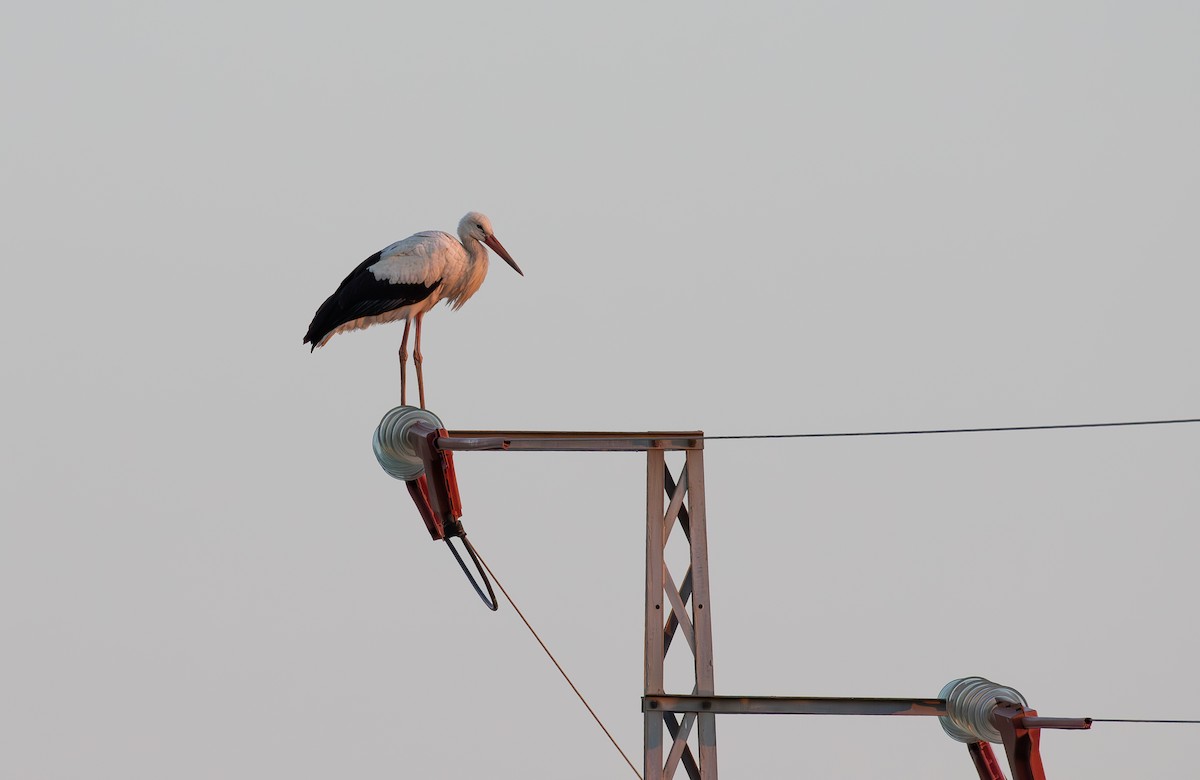 White Stork - ML623923578