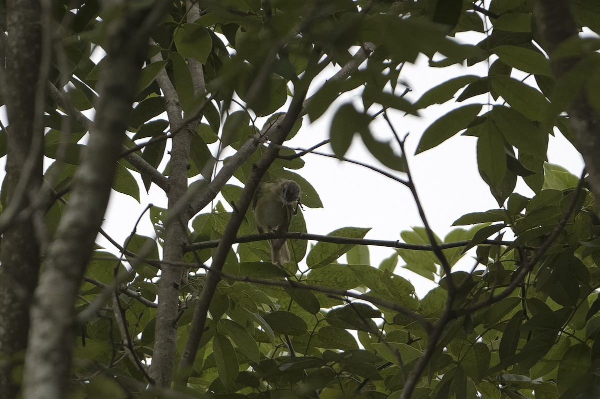 Yellow-green Vireo - ML623923584