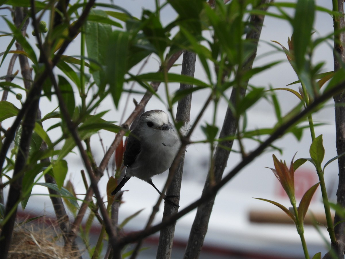 White-headed Marsh Tyrant - ML623923589