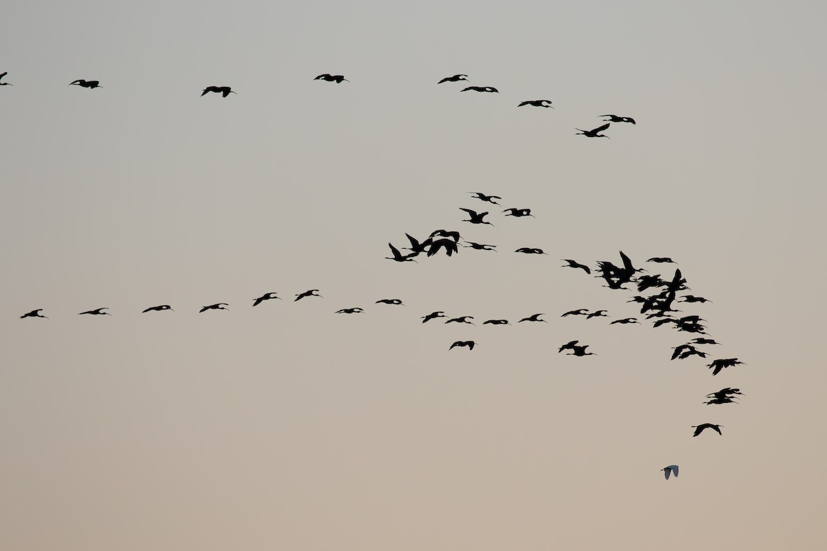 Glossy Ibis - ML623923591