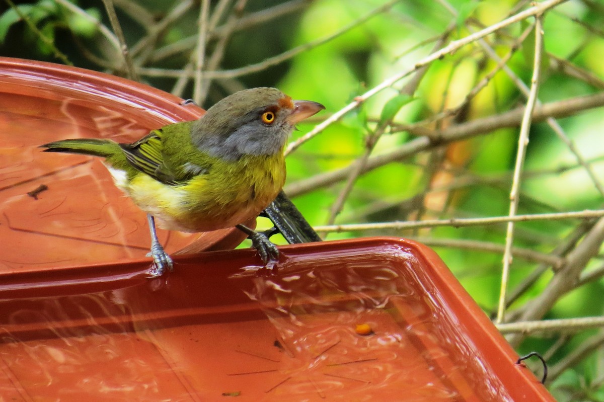 Rufous-browed Peppershrike - ML623923595