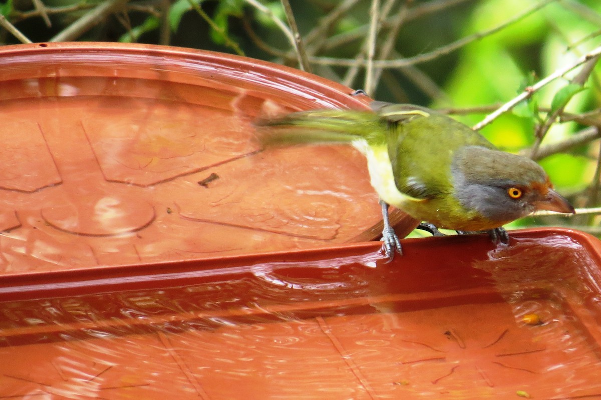 Rufous-browed Peppershrike - ML623923596