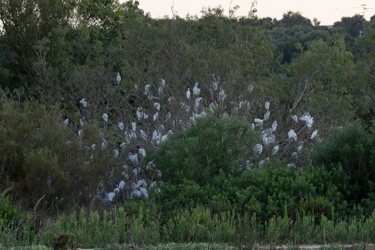 Western Cattle Egret - Jonathan Farooqi