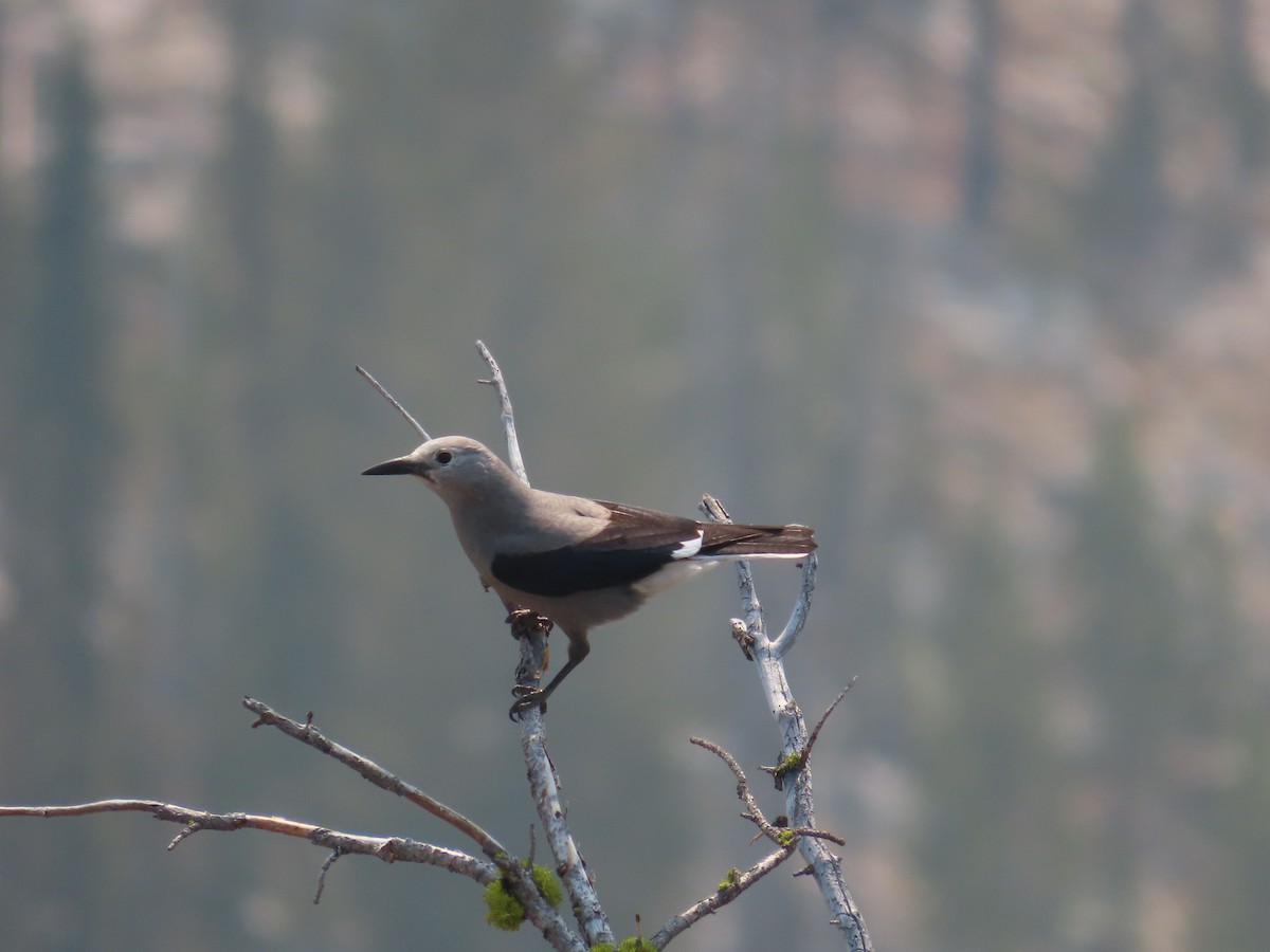 Clark's Nutcracker - ML623923606