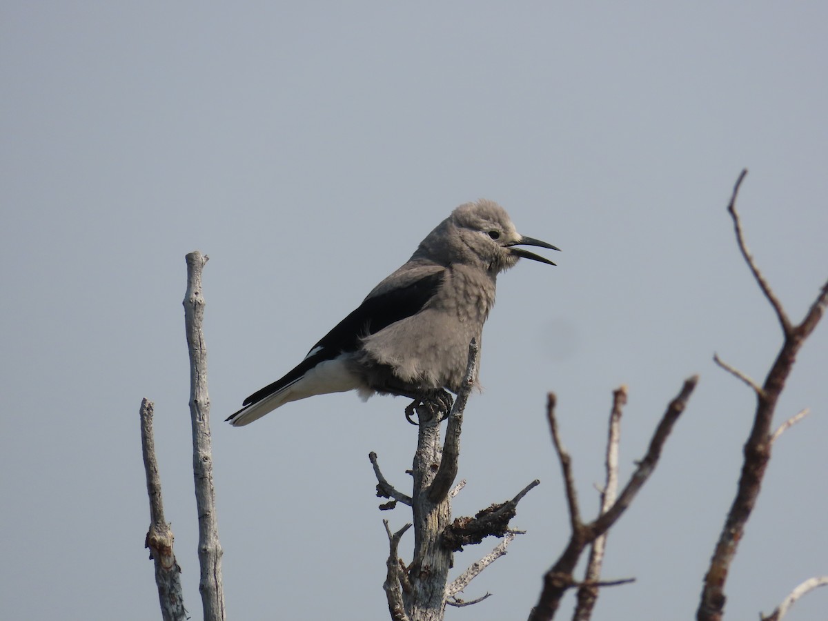 Clark's Nutcracker - ML623923607