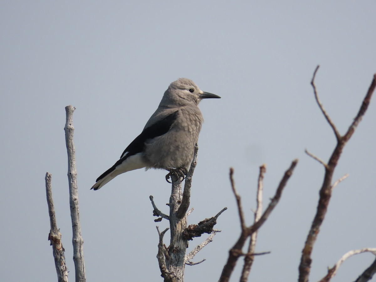 Clark's Nutcracker - ML623923608