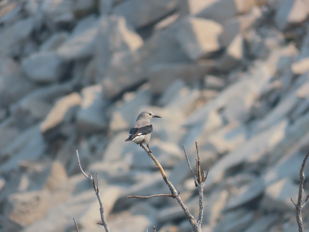 Clark's Nutcracker - Eric Pratt