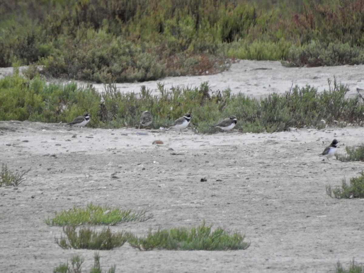 Semipalmated Plover - ML623923614