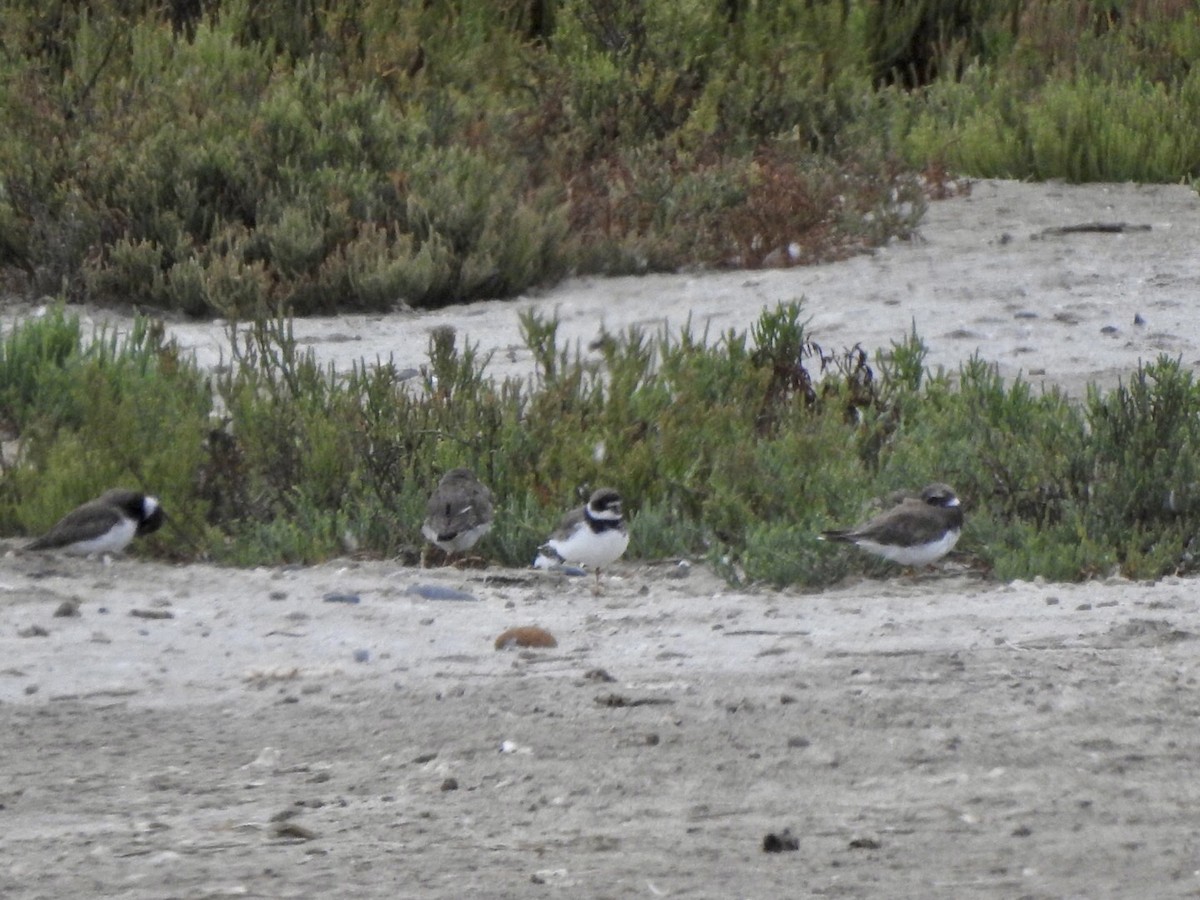 Semipalmated Plover - ML623923615