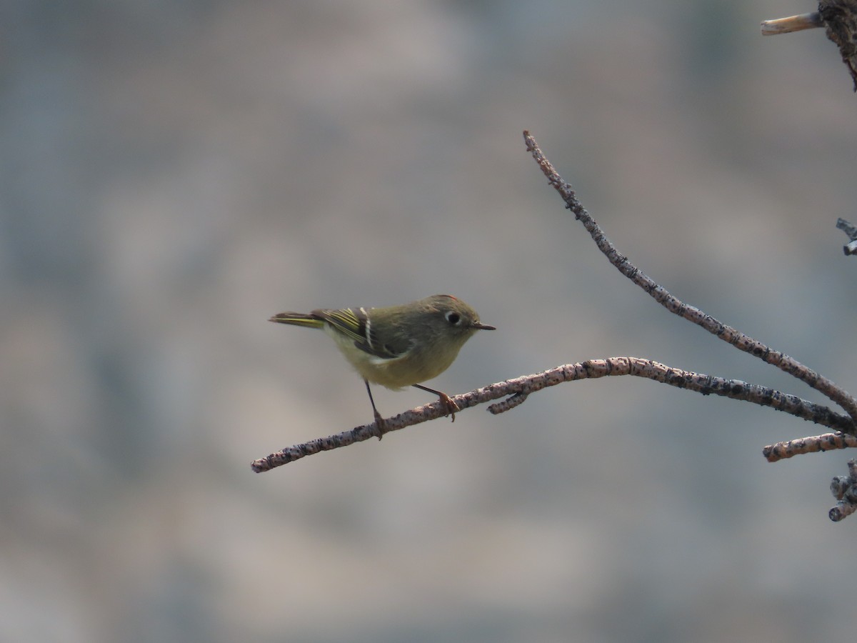 Ruby-crowned Kinglet - ML623923624