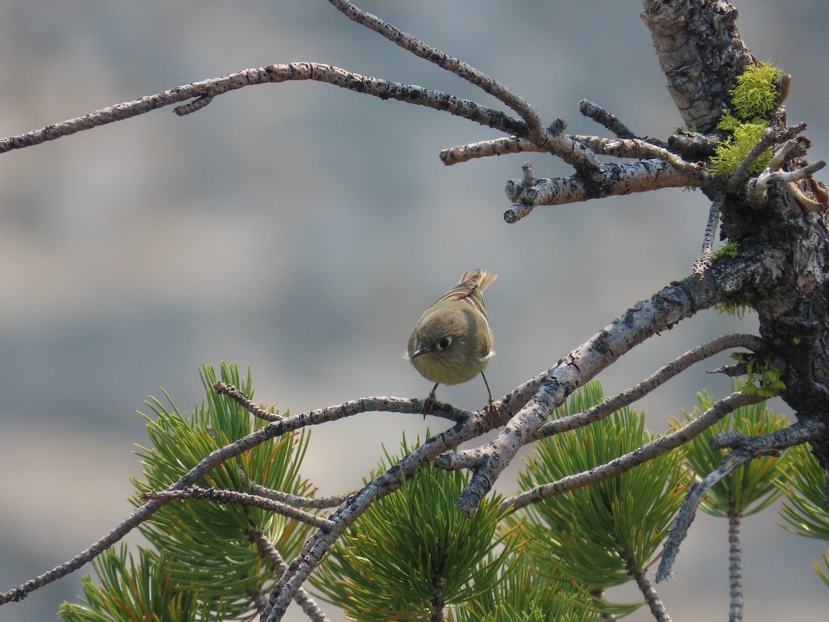 Ruby-crowned Kinglet - Eric Pratt