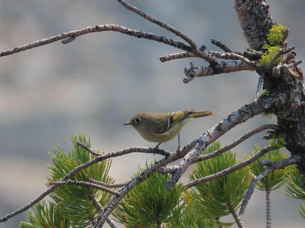 Ruby-crowned Kinglet - ML623923626