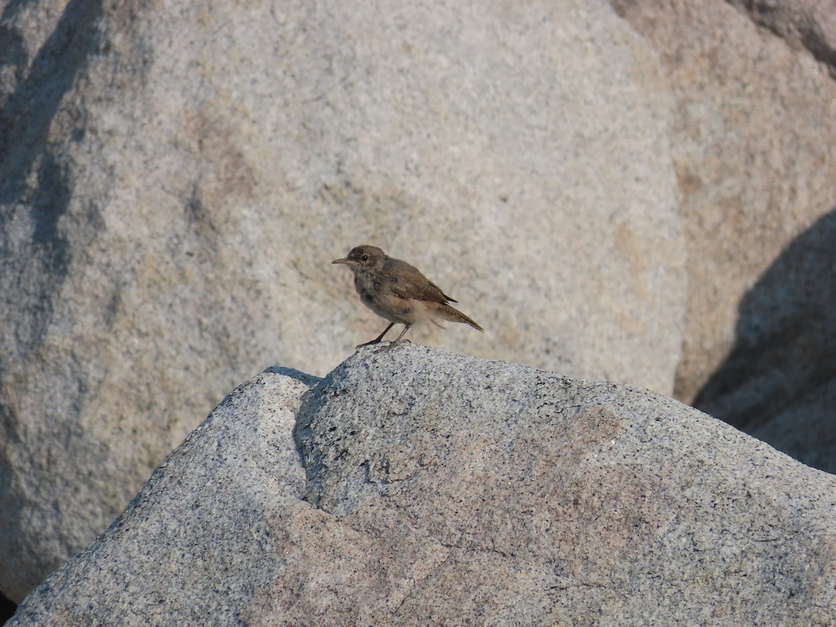 Rock Wren - ML623923640