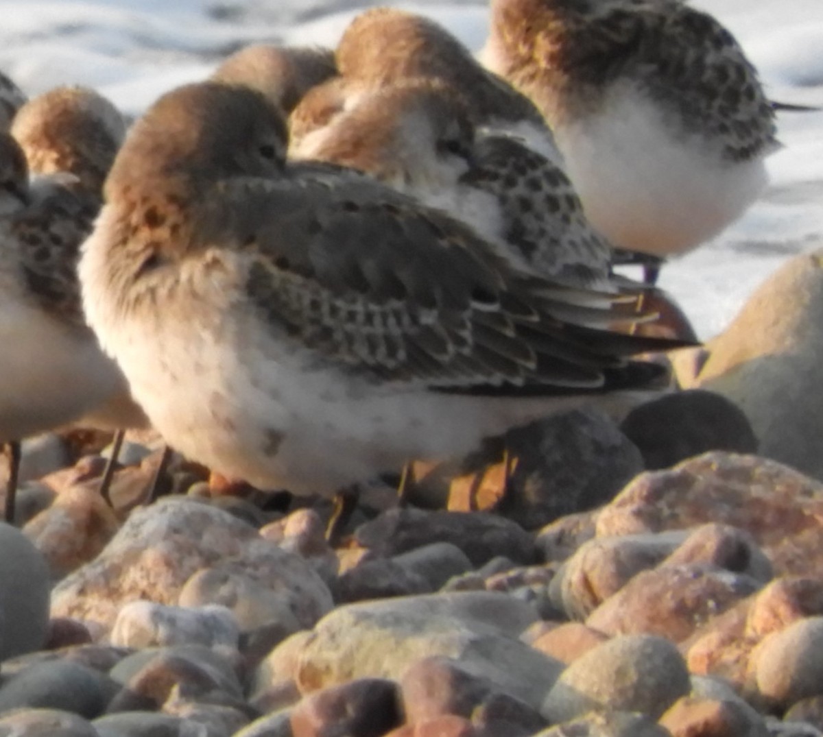 Dunlin - ML623923641