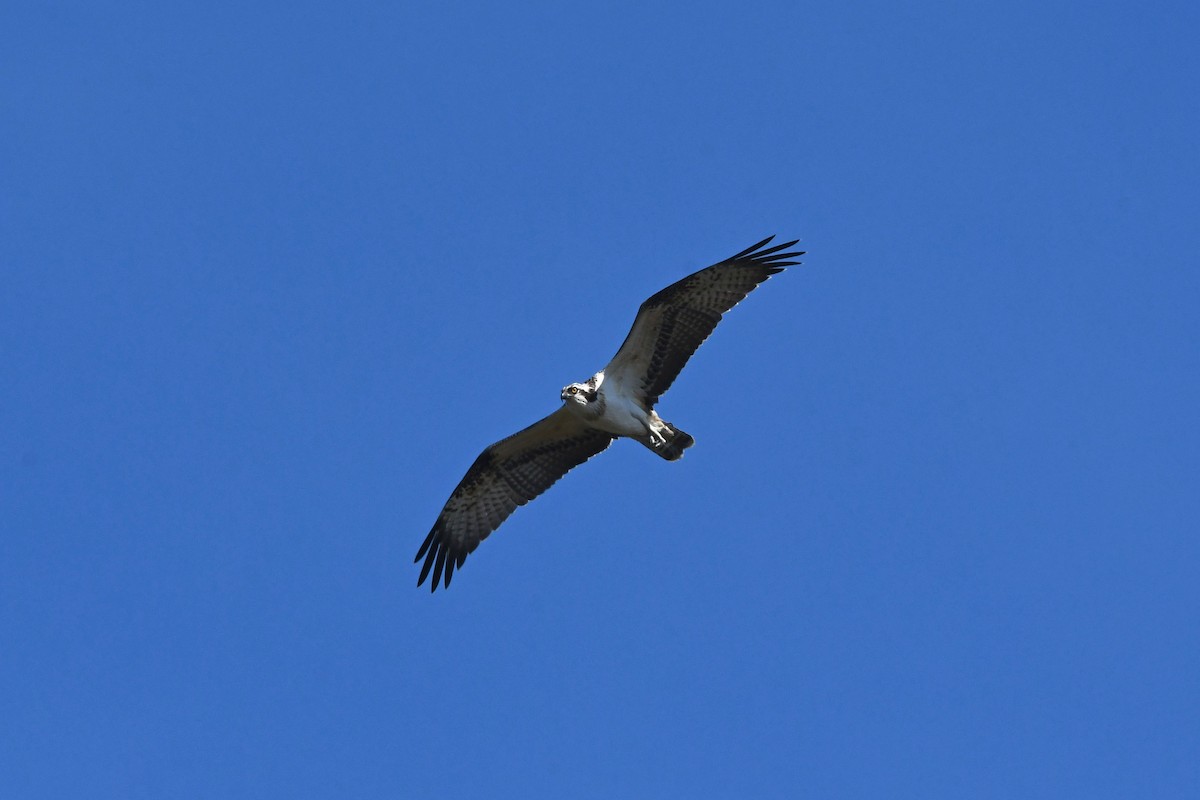 Águila Pescadora - ML623923643