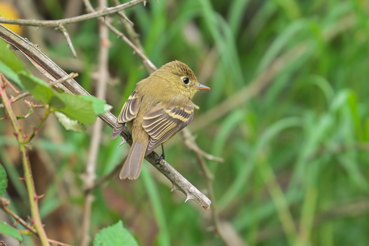 Western Flycatcher - ML623923649