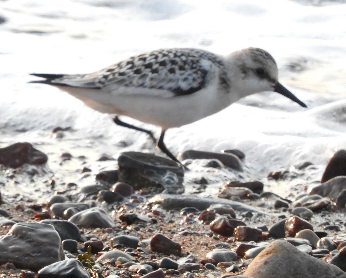 Bécasseau sanderling - ML623923651