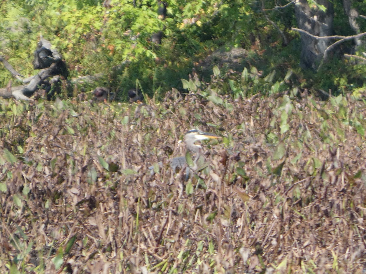 Great Blue Heron - ML623923658