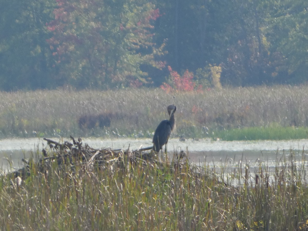 Great Blue Heron - ML623923659