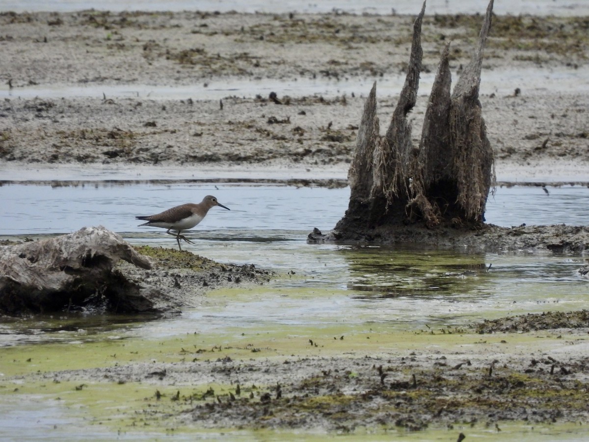 Solitary Sandpiper - ML623923664