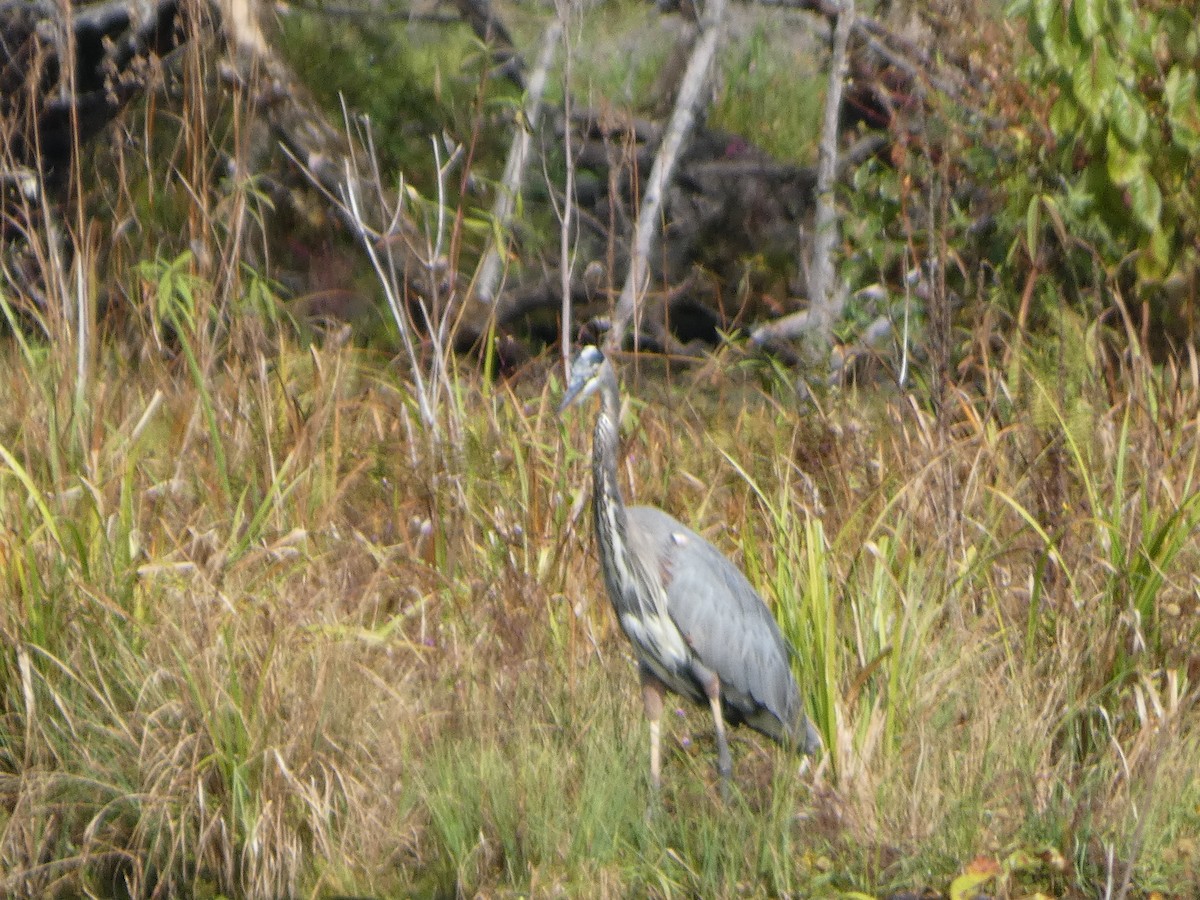 Great Blue Heron - Johanne Lafrance