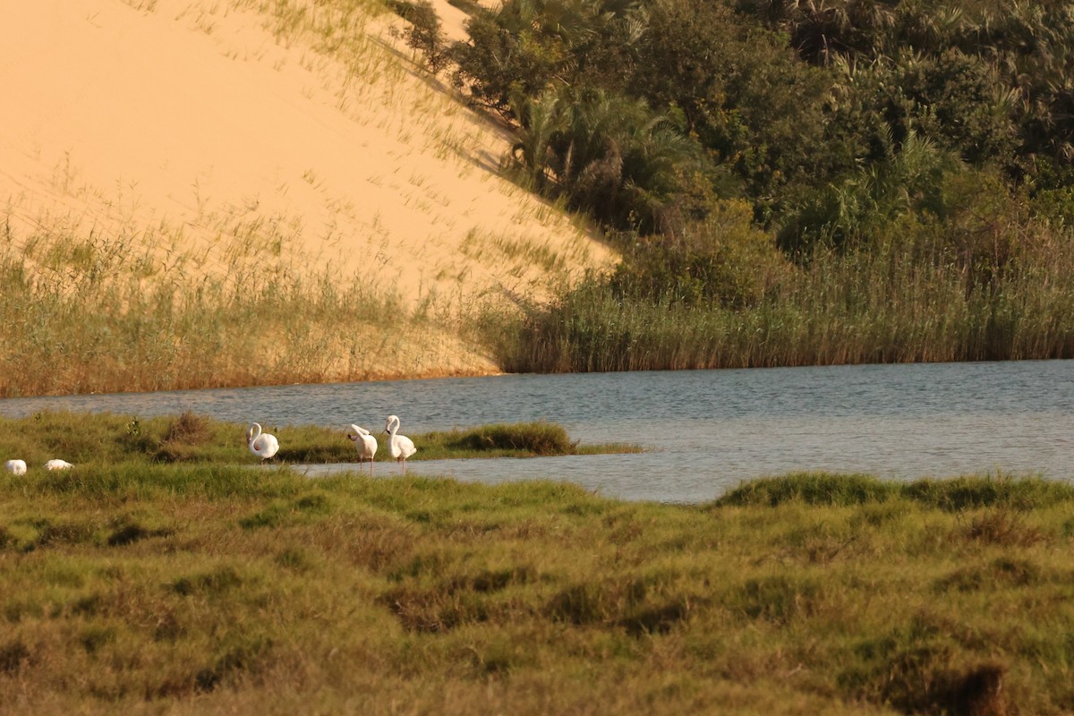 Greater Flamingo - ML623923682